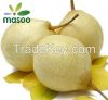 Cheap High Quality Fresh Ya Pears from North of China (Wholesale)