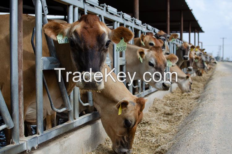 Beef Shorthorn, Limousin, British Blue Store Steers, Heifers, Aberdeen Angus Cattle for Sale