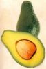 Sell Avocado Fresh From Mexico