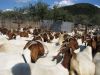 Boer Goats