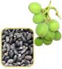 Quality and Sell Jatropha Seeds