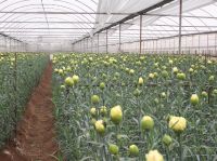 Fresh Cut Carnations