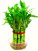 Lucky bamboo plant 2 layer