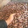 Cocoa Beans Ariba Cacao beans Dried Raw Cacao Fermented Cocoa Beans 