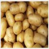 Fresh potatoes