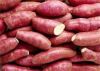 FRESH SWEET POTATO