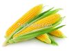 Yellow Maize