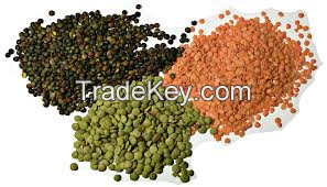 Lentils 