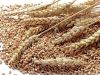 Cheap Wheat Grain/ Soft Milling Wheat Grain , Wheat Grains for Human&amp; Animal Consumption