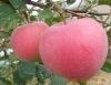 yantai red fuji apple