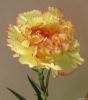 Carnation