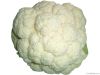 low price for fresh Cauliflower !!!