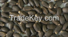 Jatropha seeds (Jatropha curcus )