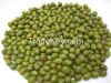 Green Mung Beans / Green Gram / Vigna radiata (Red Ruby).