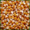 Natural Yellow Dried Corn / Yellow Corn Maize for Animal Feed