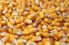 best quality yellow corn grains good price