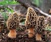 Fresh Morchella