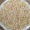 Grain Sorghum