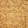 Wheat Grain