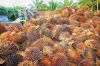 palm oil