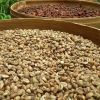 ARABIC AND ROBUSTA COFFEE BEANS /KIDNEY BEANS 