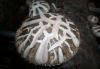 shiitake mushroom spawn growing bag