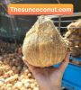 Semi Husk Coconut 