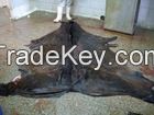 Top quality Wet salted donkey hides,Bull hides