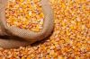 Best Quality Natural Yellow Corn /Maize For Animal