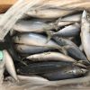 Frozen Mackerel Fish for Sale