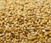 Barley