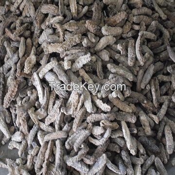 Dried Sea Cucumber 