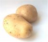 Sell pakistani Fresh Potatoes