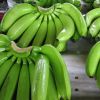 Fresh Carvendish banana for sale