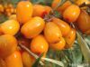 HIPPOPHAES SEA BUCKTHORN OIL