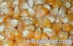 Yellow Corn