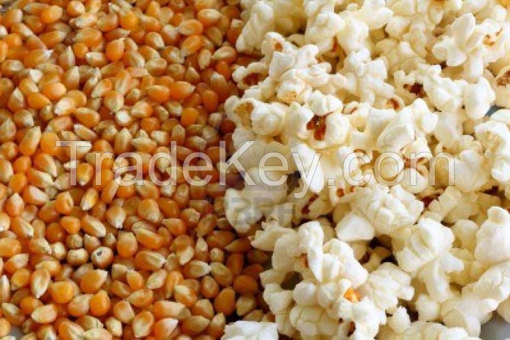 Pop Corn/Best quality/ competitive price