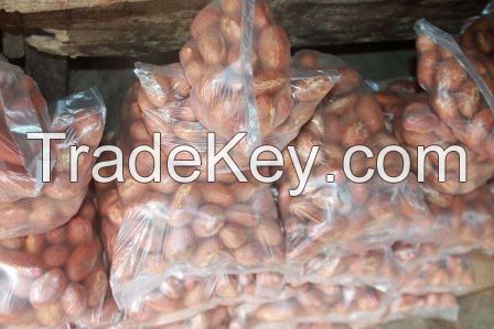 GARCINIA bitter kola, Hot Sale Quality Bitter Kola, 100% Pure Bitter Kola Nut