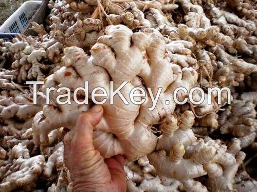 We provide you with high quality standard ginger