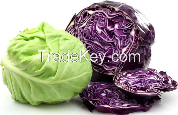 Fresh Cabbage