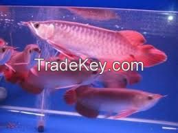 Live Arowana Fishes of All Kinds