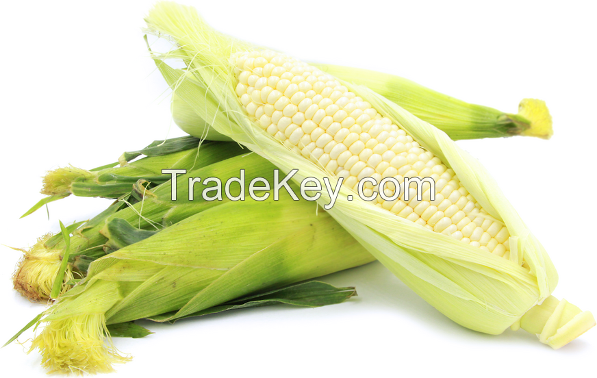 White corn