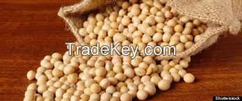 NON-GMO Dried Yellow Soybean