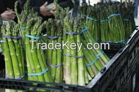 Hotsale Fresh asparagus organic green vegetables