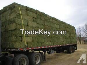 High Quality Alfafa Hay Bales / Grade A Best Offers