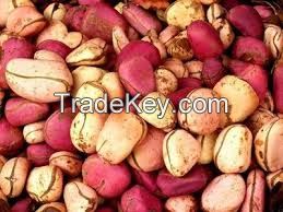 Fresh Kola Nuts and Biter Kola nuts  for sale