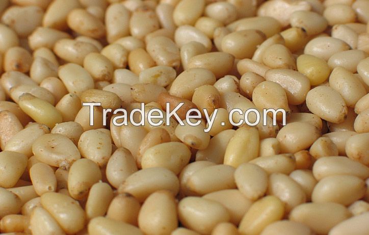 High quality Pine Nuts for sale