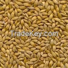 Barley Grains for sale