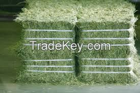 ALFALFA HAY PROTEIN (ALFA ALFA hay )