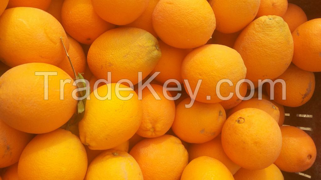 fresh orange (Navel Orange , Valencia Orange , Baladi Orange )